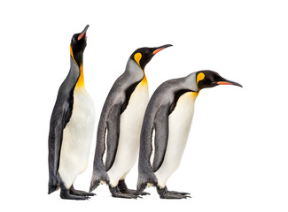 Fototapeta na wymiar King penguins walking in a row, isolated