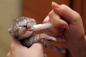 kitten with syringe milk - 331212333