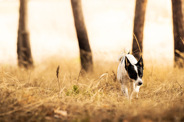 Naklejka na ściany i meble A dog prowls in the grass for a walk in the forest, basenji