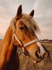 Fototapeta premium Horse herd move in sunlight at sunset