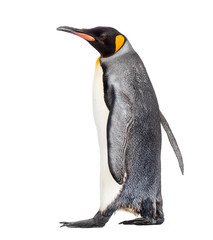 Fototapeta premium Side view of a king penguin walking, isolated on white