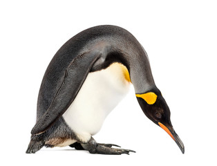 king penguin standing in front of a white background © Eric Isselée