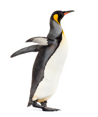 Side view of a king penguin walking, isolated on white