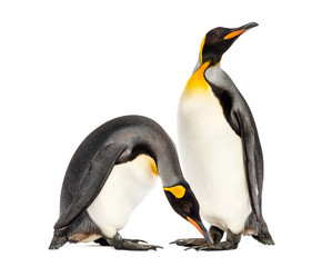 Two king penguins togethere in front of white background