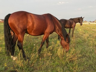 Fototapeta premium Horse herd move in sunlight at sunset