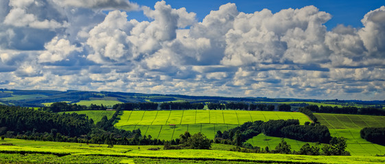 the most breathtaking tea plantations of Kericho County, Kenya