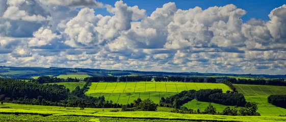 the most breathtaking tea plantations of Kericho County, Kenya © Anil