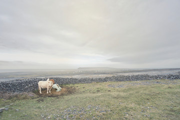 Irland