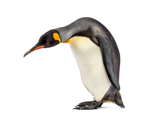 King penguin looking down, isolated on white