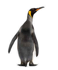 Back view of a king penguin isolated on white