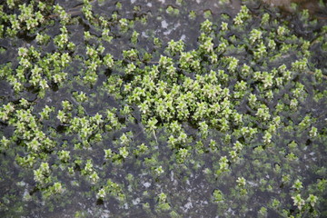 Forest swamp during springtime natural reserve