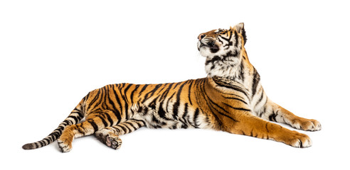 Tiger lying down, looking backward, big cat, isolated on white