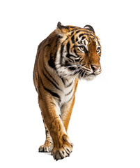 Fototapeta na wymiar Front view of a tiger walking, big cat, isolated on white