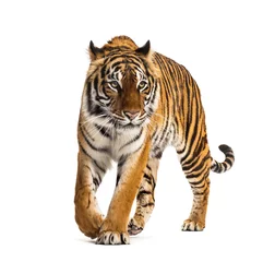 Schilderijen op glas Vooraanzicht van een lopende tijger, grote kat, geïsoleerd op wit © Eric Isselée
