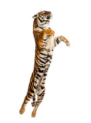 Male tiger jumping, big cat, isolated on white © Eric Isselée