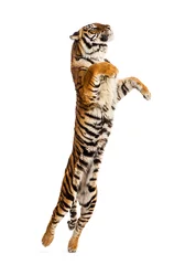 Zelfklevend Fotobehang Mannelijke tijger springen, grote kat, geïsoleerd op wit © Eric Isselée