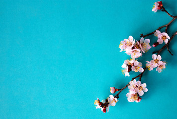 Spring background. Blooming cherry branch. Place for text. Flat lay. Nature concept.