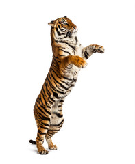 Male tiger on hind legs, big cat, isolated on white