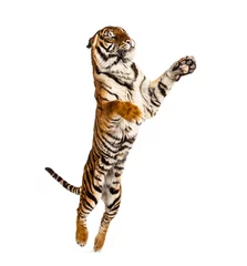 Tuinposter Male tiger jumping, big cat, isolated on white © Eric Isselée