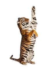 Fotobehang Male tiger on hind legs, big cat, isolated on white © Eric Isselée