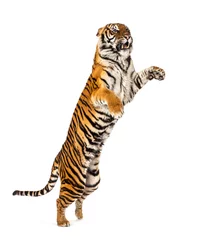 Fototapeten Male tiger jumping, big cat, isolated on white © Eric Isselée