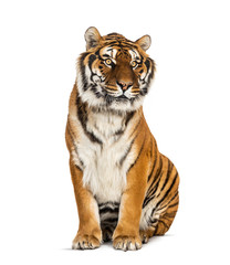 Fototapeta na wymiar Tiger sitting in front of a white background, big cat
