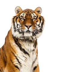 Fotobehang Close-up on a male tiger looking at the camera, big cat © Eric Isselée