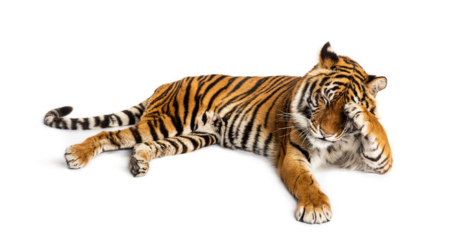 Shy tiger lying down, big cat,