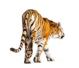 Fototapeta na wymiar Back view of a tiger walking ok going away, big cat, isolated