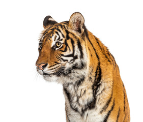 Portrait of a male tiger's head, big cat, isolated on white