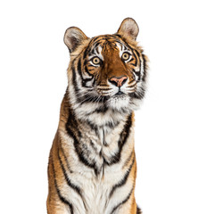 Fototapeta premium Close-up on a male tiger's head, big cat, isolated on white