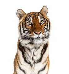 Close-up on a male tiger's head, big cat, isolated on white