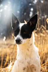 Dog on a walk in the field at sunset time, inspirational photo