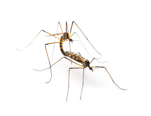 Two Crane fly, daddy-longlegs, mating, isolated on white