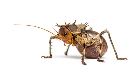 Side view of a Soldier Cricket, Cosmoderus sp. isolated on white