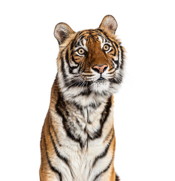 Close-up on a male tiger's head, big cat, isolated on white © Eric Isselée