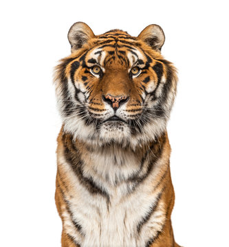Close-up on a male tiger facing at the camera, big cat, isolated on white
