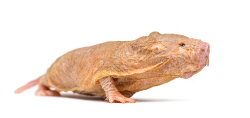 Naked Mole-rat, hairless rat, isolated on wihte
