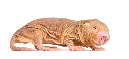 Side view of a Naked Mole-rat, hairless rat, isolated on wihte