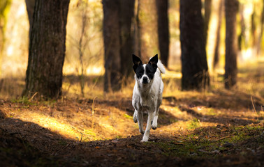 Dog runs in the forest during sunset, photo in motion