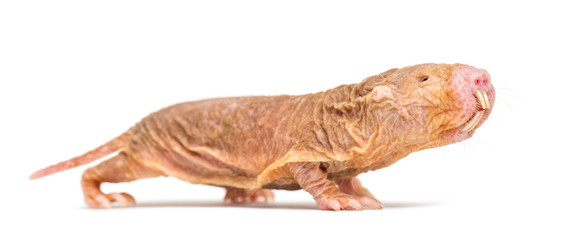 Side view of a Naked Mole-rat, hairless rat, isolated on wihte