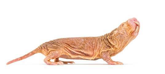 Side view of a Naked Mole-rat, hairless rat, isolated on wihte