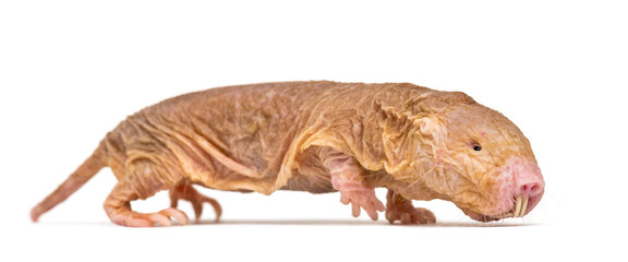 Side view of a Naked Mole-rat, hairless rat, isolated on wihte