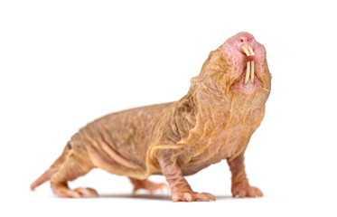 Naked Mole-rat, hairless rat, isolated on wihte