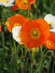 Fototapeta premium 鮮やかなオレンジ色のポピーが咲く日本の春の風景（大船フラワーセンター）