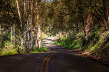 Obraz premium road in forest