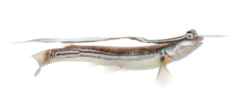 Side view of Four-eyed fish surfacing, isolated on white