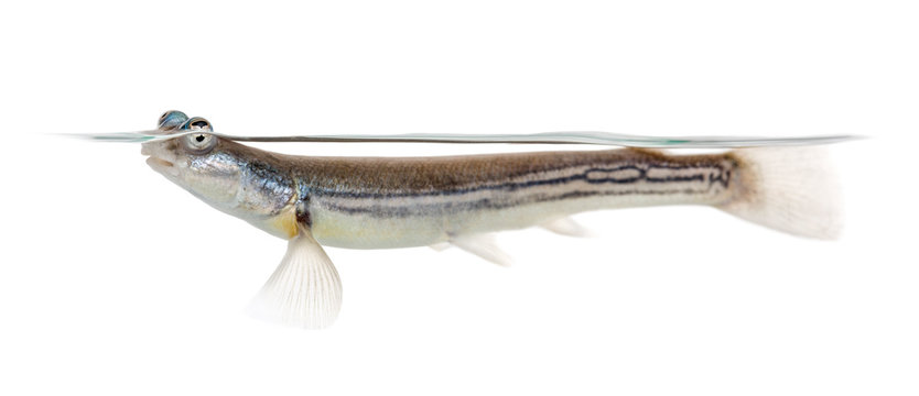 Side view of Four-eyed fish surfacing, isolated on white
