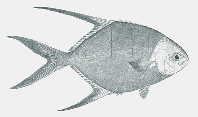 Banner pompano or palometa, trachinotus goodei, a fish from the western atlantic ocean in side view