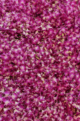 Pink Orchid Background Images, Flowers